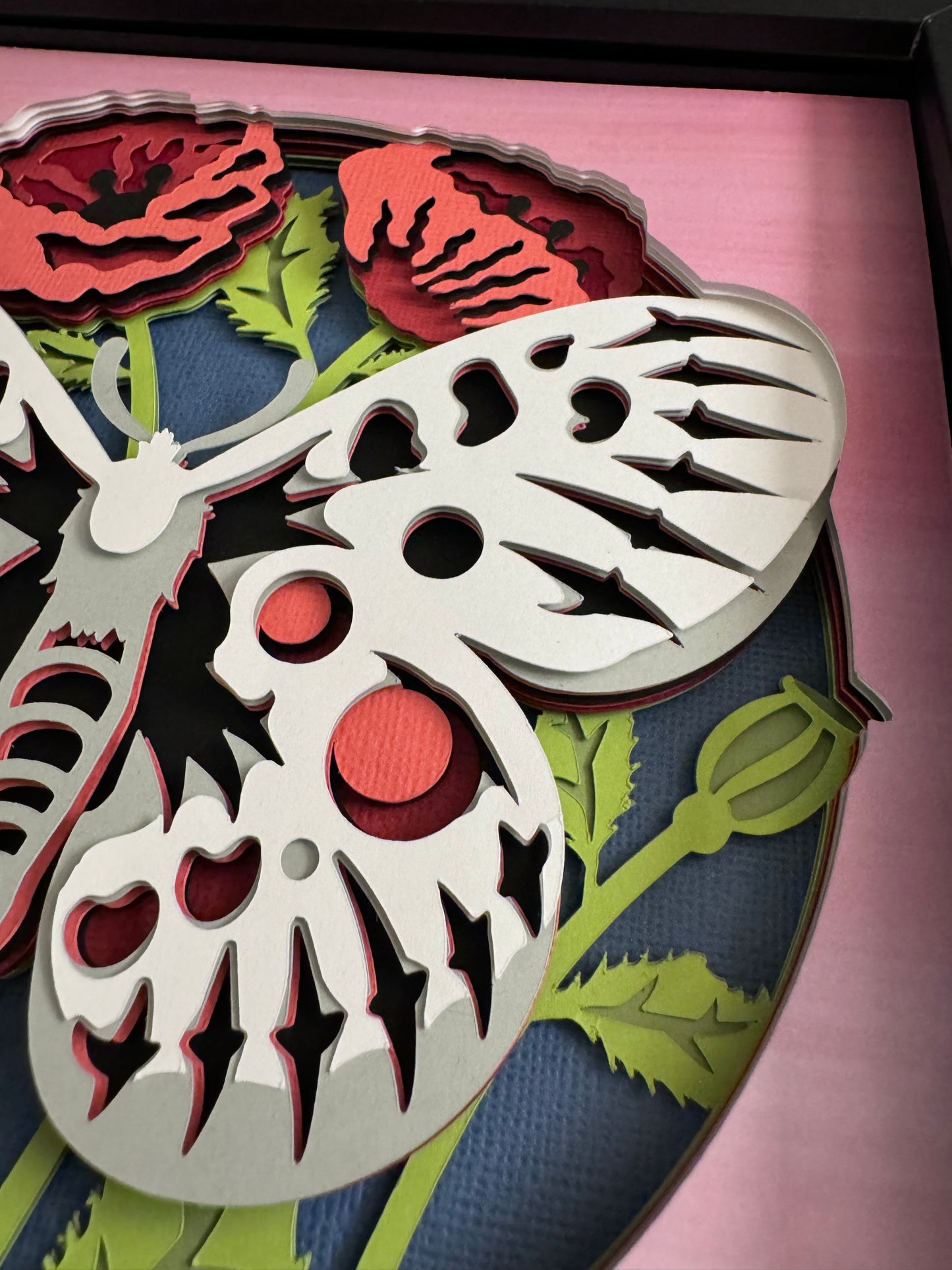 Butterfly solo scene apollo butterfly 3D paper art in a shadowbox