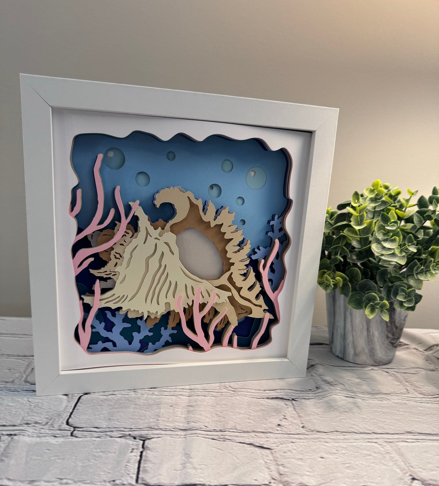 Conch shadowbox